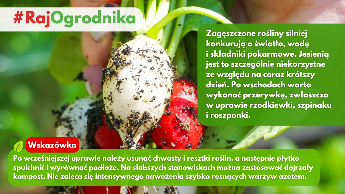 Jak przygotować grządki pod wrześniowy wysiew warzyw blog sklep rajogrodnika